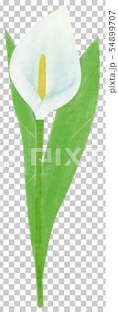 カラー 花 手描き カットイラスト 白 カラー 花 手描き カットイラスト 白 54899707