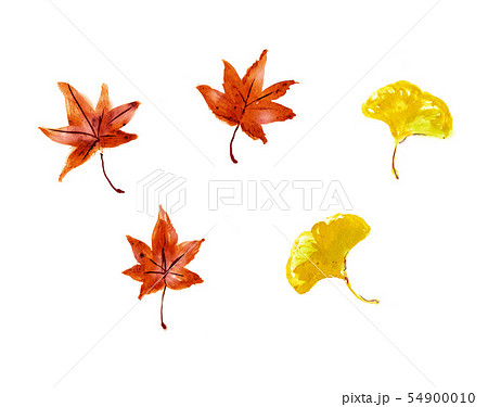 葉っぱ 紅葉 秋 もみじ 銀杏 イチョウ 手書き 手描き 筆書き 筆描き 赤 黄色 葉 落ち葉のイラスト素材