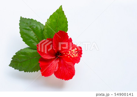 Beautiful red hibiscus flower in full bloom Beautiful red hibiscus flower in full bloom 54900141