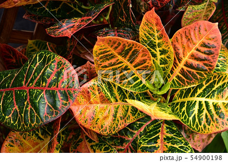 クロトン　熱帯植物 54900198