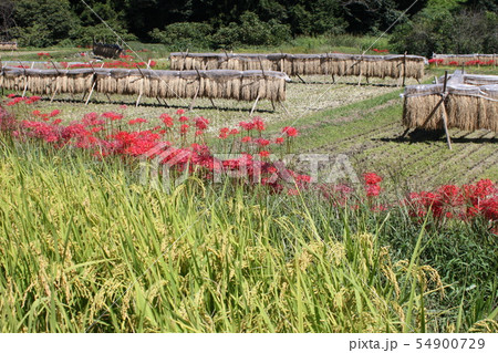 彼岸花とおだがけ　大子町 54900729