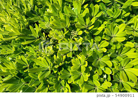 Spring freshness of foliage. 54900911