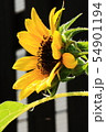 ひまわりの横顔 54901194