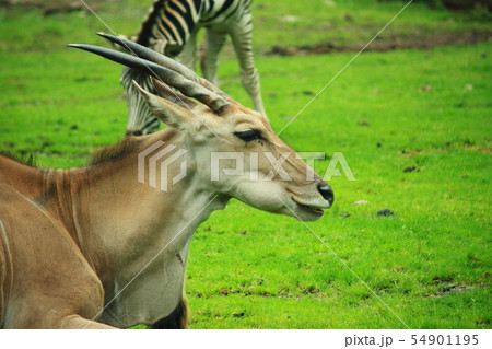 エランド 54901195