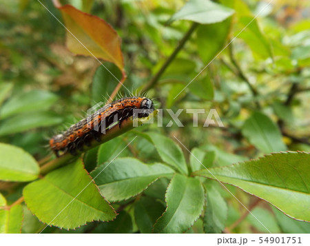 シロヘリキリガ 幼虫 54901751