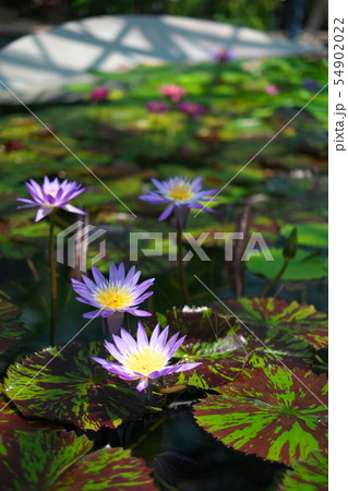 水生植物公園みずの森　睡蓮　滋賀 54902022