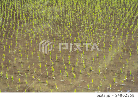 田植え後　田んぼ　（5月） 54902559