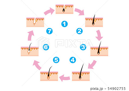 発毛サイクル ヘアサイクルの断面図 Scheme of human hair loss stages 発毛サイクル ヘアサイクルの断面図 Scheme of human hair loss stages 54902755