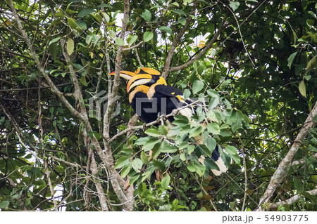 Great hornbill at Khao Yai national park 54903775