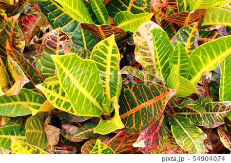 クロトン 54904074