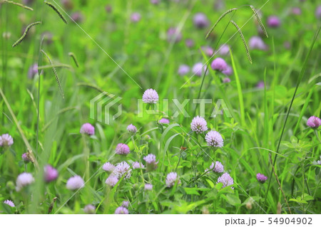 アカツメグサ 草花  アカツメグサ 草花  54904902