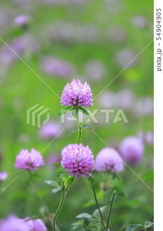 アカツメグサ 草花 の写真素材