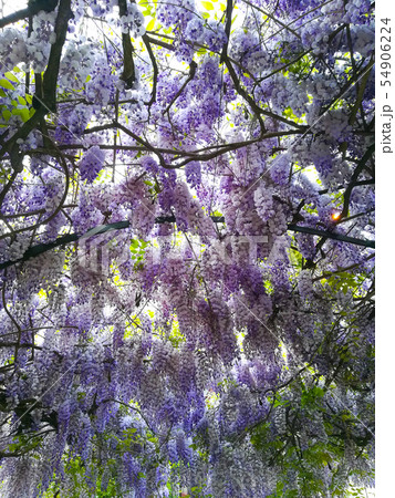 Wisteria in bloom background 54906224