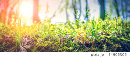 closeup of green grass in summer forest with 54906306