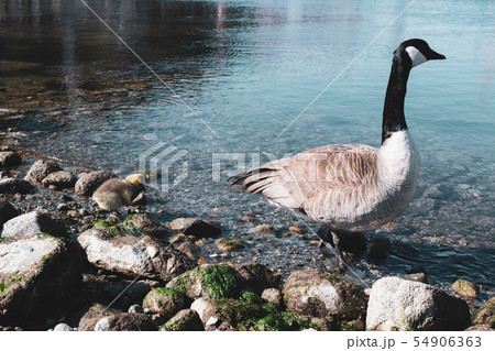 カナダグース(カナダガン) 54906363