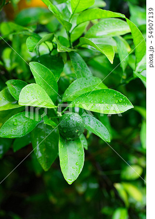 夏みかんの実に水滴 54907139