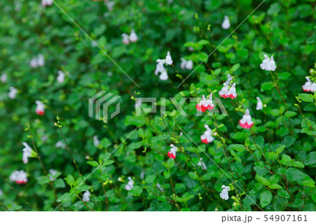 チェリーセージの小さな白と赤の花に水滴の写真素材