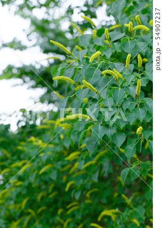 尾久の原公園のナンキンハゼの木と黄色い花 54907237