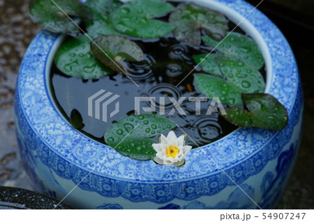 白と黄色のスイレンの花に水滴　メダカ 54907247