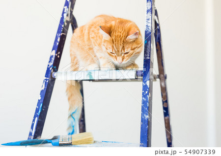 Repair, painting the walls, the cat sits on the stepladder. Funny picture Repair, painting the walls, the cat sits on the stepladder. Funny picture 54907339