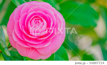 つばき　16：9 54907724