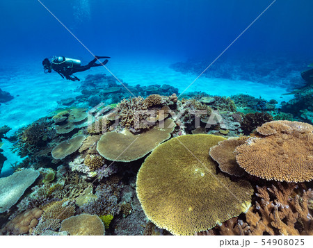 サンゴ礁 サンゴ礁 54908025