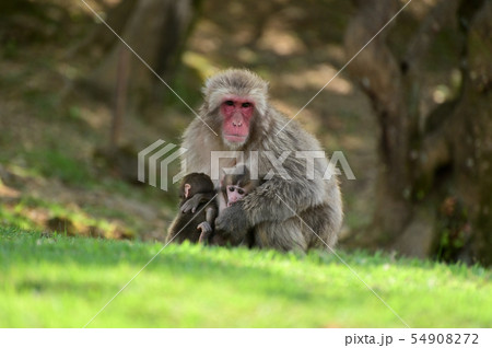 ニホンザルの親子 ニホンザルの親子 54908272