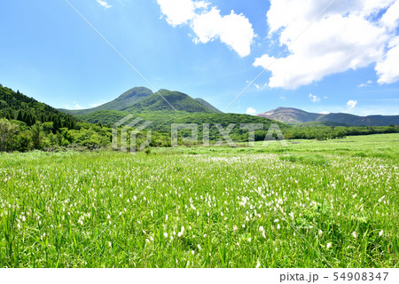くじゅう長者原からの三俣山 九重連山 九重やまなみハイウェイ タデ原湿原自然研究路 大分県九重町 くじゅう長者原からの三俣山 九重連山 九重やまなみハイウェイ タデ原湿原自然研究路 大分県九重町 54908347