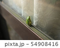 窓に張り付く蛙 54908416