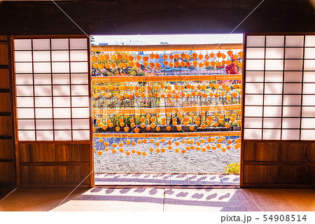 (山梨県)旧高野家住宅 (甘草屋敷) ころ柿天日干し (山梨県)旧高野家住宅 (甘草屋敷) ころ柿天日干し 54908514