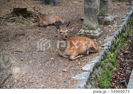 春日大社の鹿 春日大社の鹿 54909073