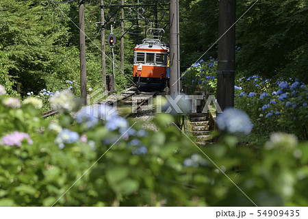 箱根登山鉄道とあじさい 【神奈川県】 宮ノ下付近 【2019】 54909435