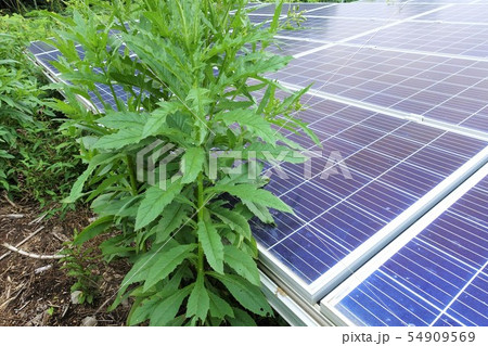 雑草に囲まれた太陽光発電所 54909569