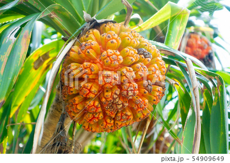 アダン アダン 54909649