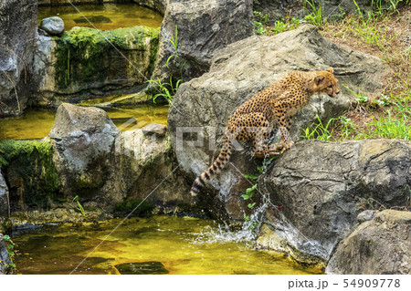 元気なチーターの子供達 元気なチーターの子供達 54909778