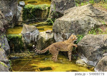 元気なチーターの子供達 54909779