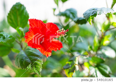 Red hibiscus flower in full bloom. 54910165