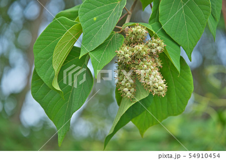 丸々と太くなったアカメガシワの実 54910454