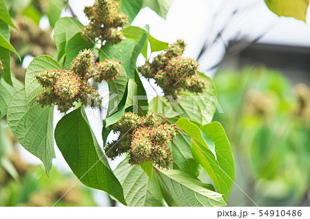 丸々と太くなったアカメガシワの実 54910486