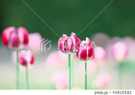 滝野すずらん公園のお花畑 滝野すずらん公園のお花畑 54910582