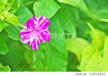 赤と白の混ざり合ったオシロイバナの花 赤と白の混ざり合ったオシロイバナの花 54910631