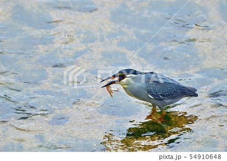 きれいな婚姻色のオイカワをゲットしたササゴイ 54910648