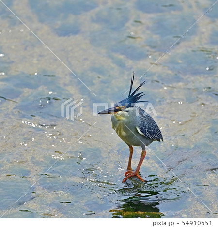 リラックスモードで休憩するササゴイ 54910651