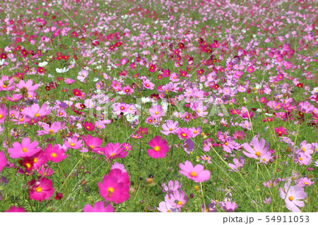 コスモス 54911053