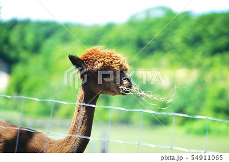 えこりん村アルパカの写真素材