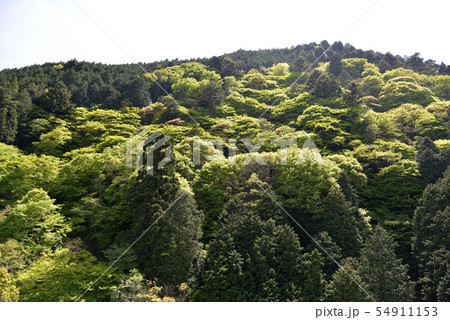 新緑の山 54911153