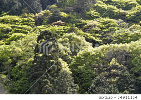 新緑の山 新緑の山 54911154