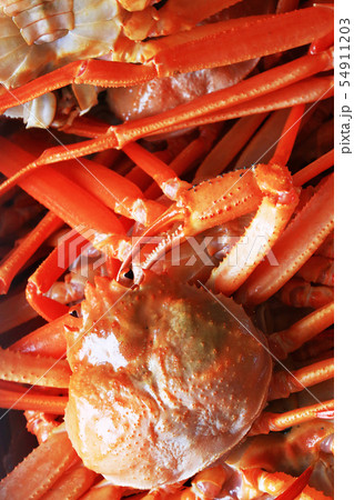 紅ズワイガニ 紅ズワイガニ 54911203