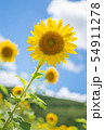 佐用町のひまわり 54911278