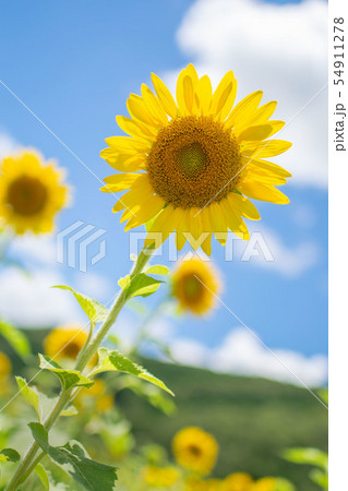 佐用町のひまわり 54911278